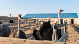 Energia Solar Agronegócio: Fazenda de avestruz alimentada por Energia Solar